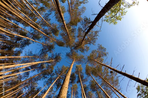 Obraz Sosnowy las Człuchów Bory Tucholskie