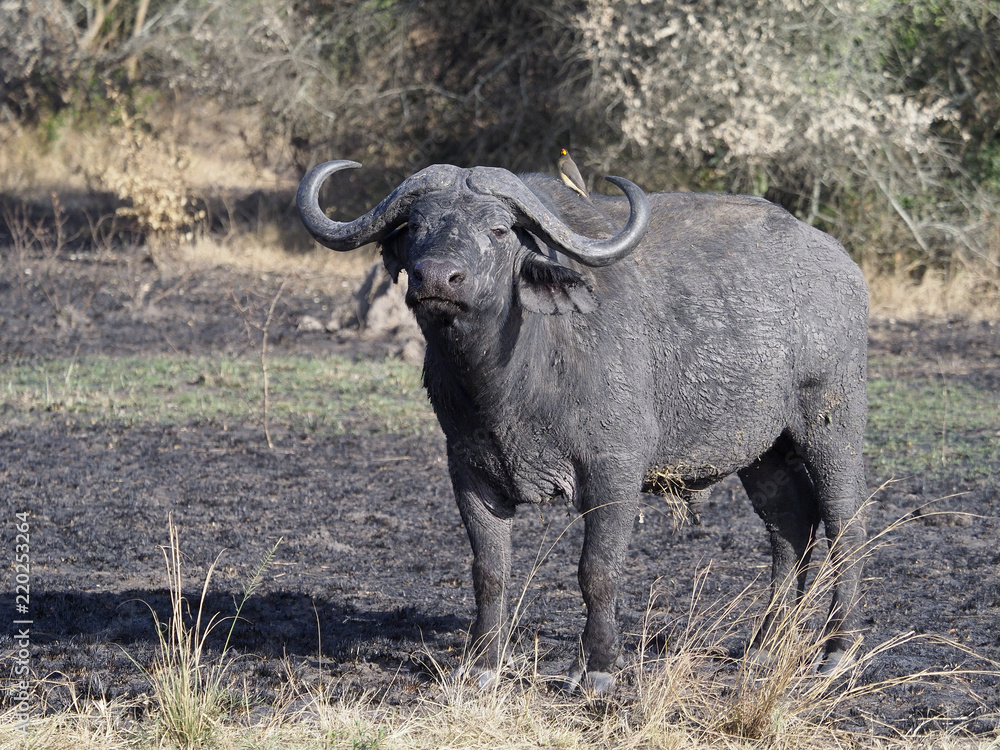 African buffalo, Syncerus caffer African buffalo, Syncerus caffer