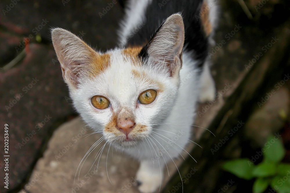 Obraz premium A homeless cat makes eyeballs.