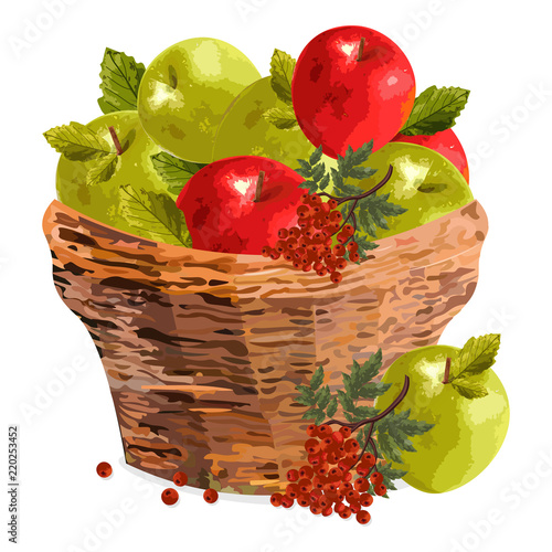 Apples watercolor basket Vector illustration. Red and green apples in a woode...