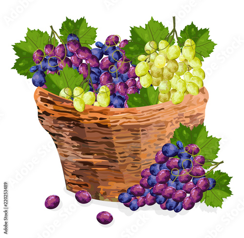 Grapes bunch watercolor basket Vector illustration. Red and green grapes in a...