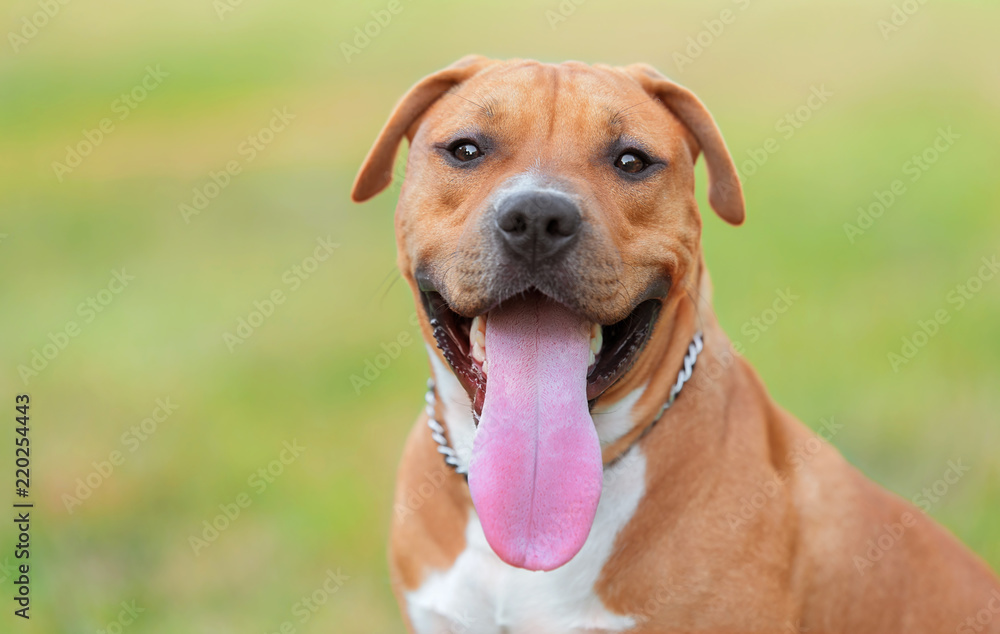 Closeup portrait of an American staffordshire dog