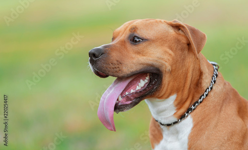 Closeup portrait of an American staffordshire dog
