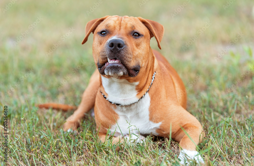 Beautiful American staffordshire terrier relax