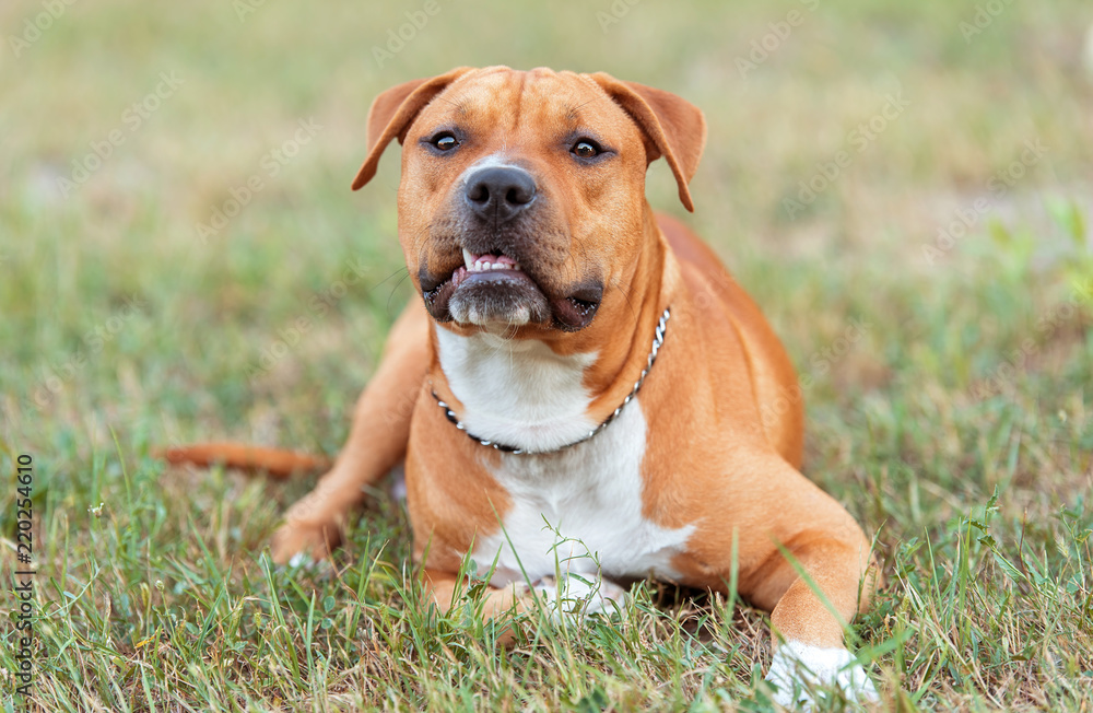 Beautiful American staffordshire terrier relax Beautiful American staffordshire terrier relax