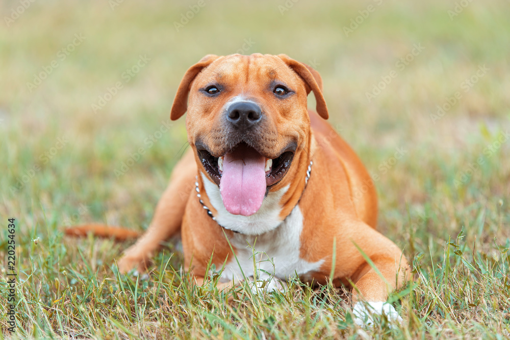 Beautiful American staffordshire terrier relax Beautiful American staffordshire terrier relax