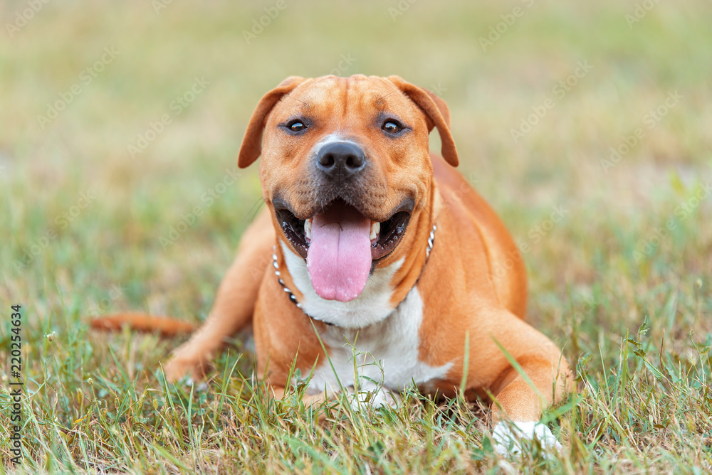 Beautiful American staffordshire terrier relax