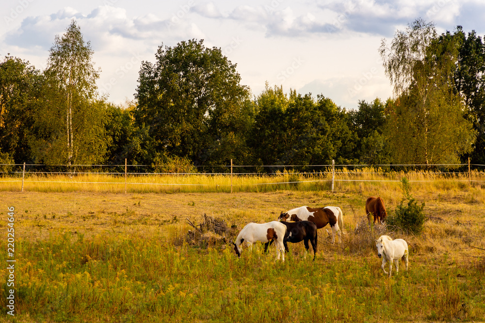 Group of colored horses on a fenced yellow grass meadow with forest and cloudy sky in the background