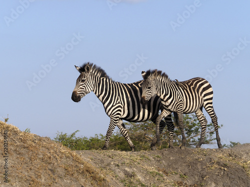 Burchells zebra  Equus burchelli