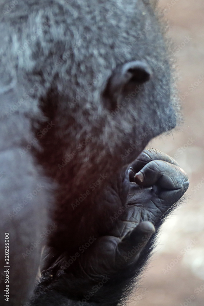 Obraz premium Gorilla