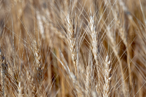 wheat has a crop
