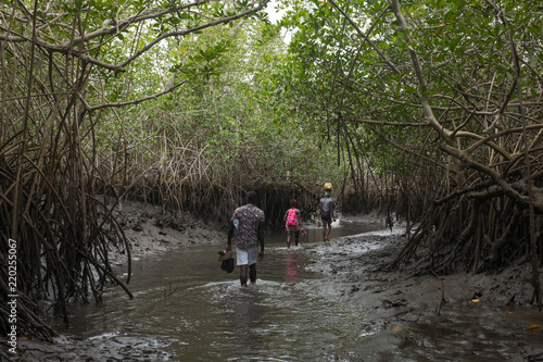 Guineans Wading Through a Mangrove Swamp to a Neighbouring Village