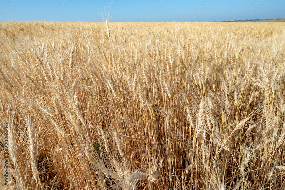 Wheat Field in North Dakota