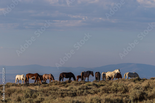 Wild Horses in Sand Wash Basin Colorado © natureguy