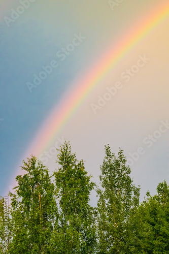 Rainbow in the sky after rain on trees with green leaves, summer landscape © golubka57