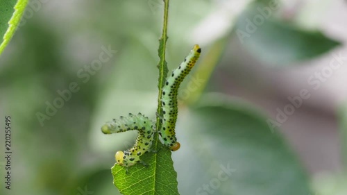 Rose Sawfly Larvae on rose leaf photo