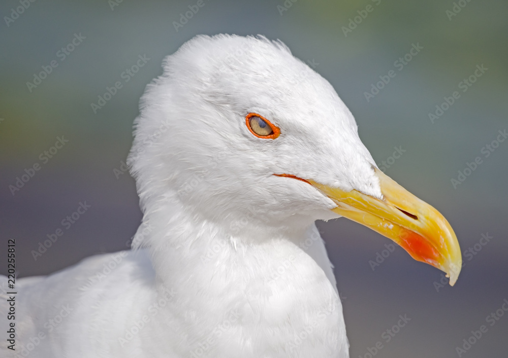 portrait of big seagull