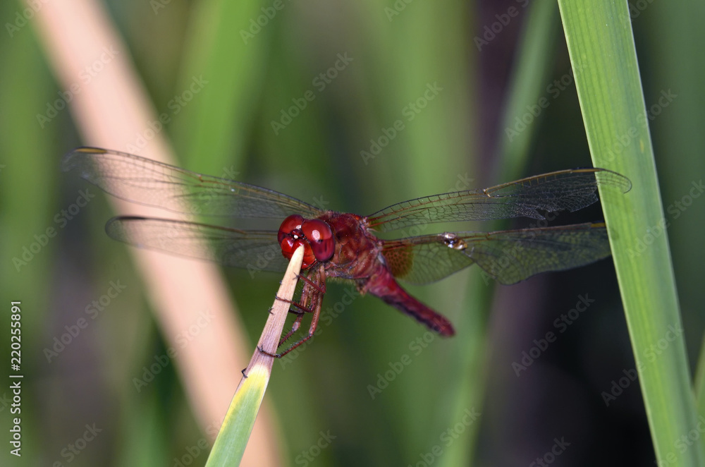 Scarlet Dragonfly - Crocothemis erythraea, Crete Scarlet Dragonfly - Crocothemis erythraea, Crete