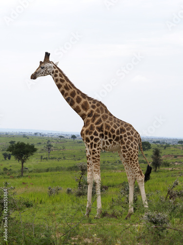 Rothchilds giraffe  Giraffa camelopardalis rothschildi