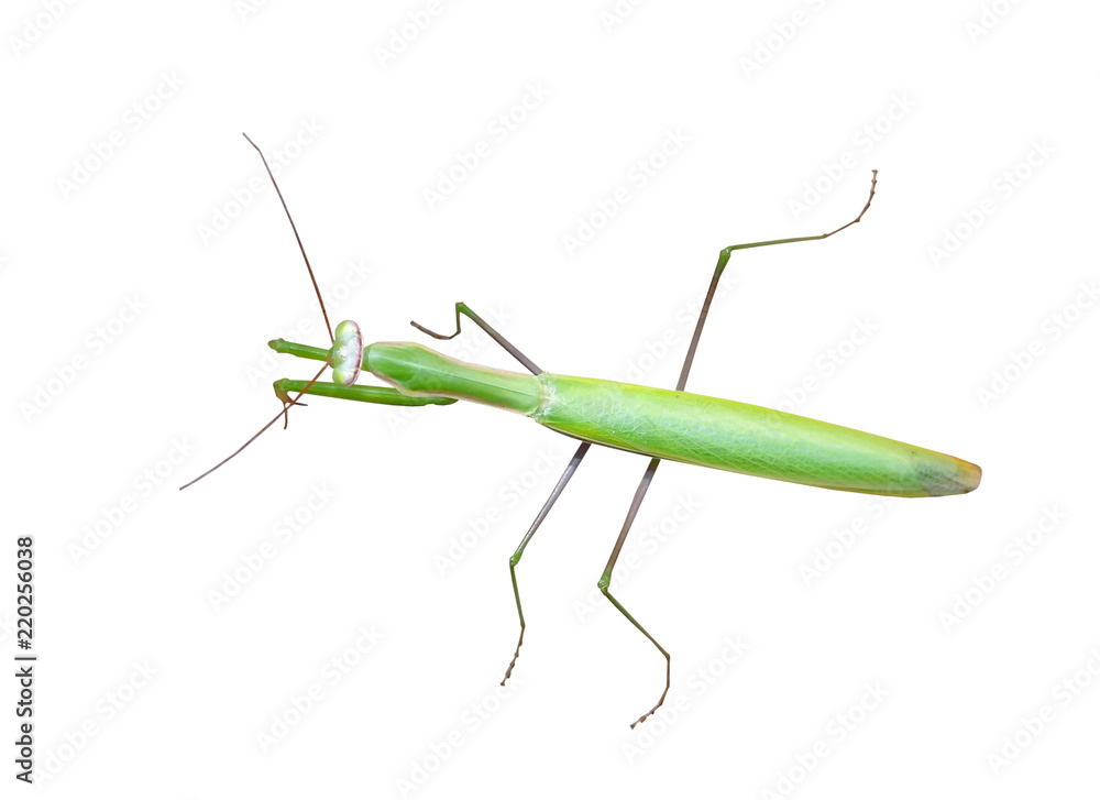 beautiful mantis on white beautiful mantis on white