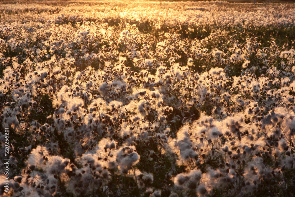 blooming field at sunset blooming field at sunset