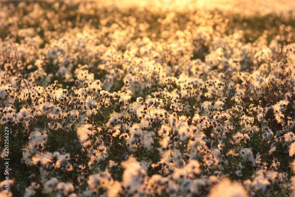 blooming field at sunset blooming field at sunset