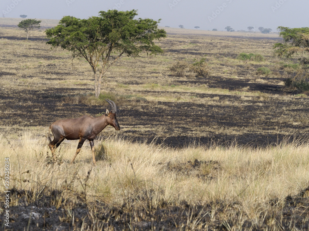 Fototapeta premium Topi, Damaliscus korrigum