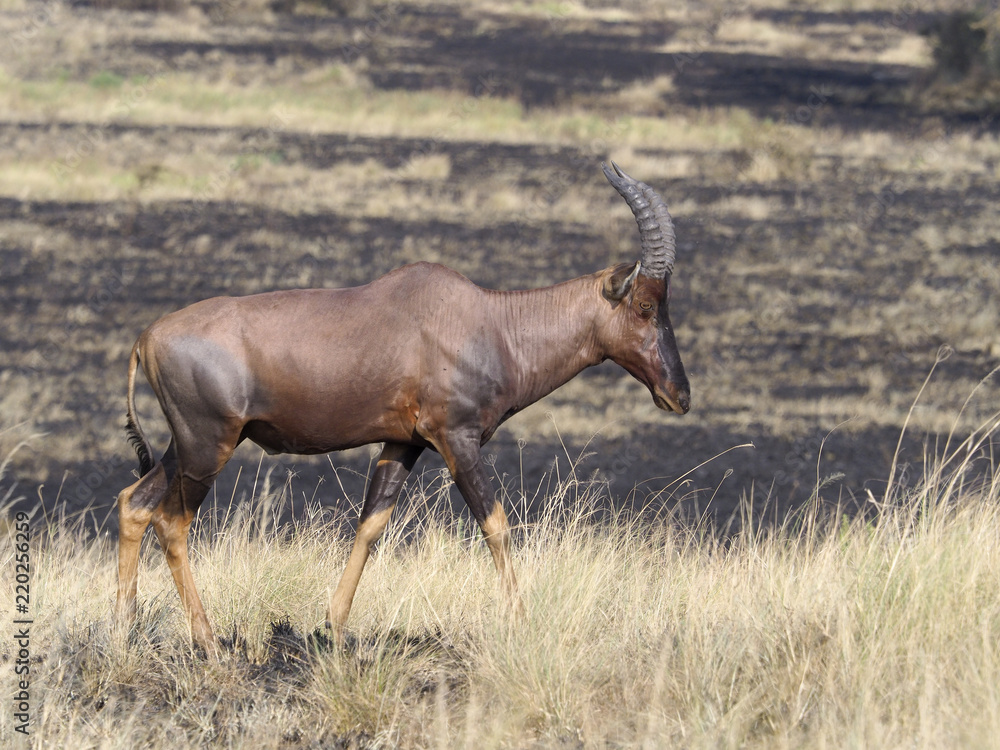 Topi, Damaliscus korrigum