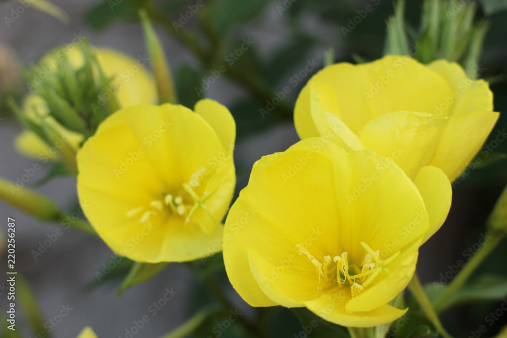 yellow flowers of evening primrose yellow flowers of evening primrose
