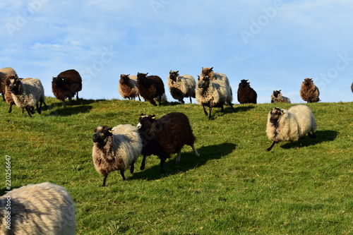 Shetland sheep running over the crest of a hill