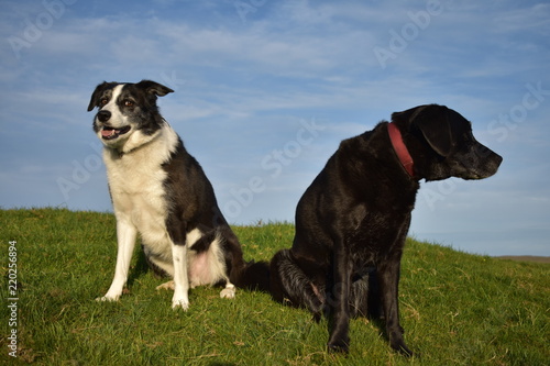 Border Collie and Labrador sitting on a hill