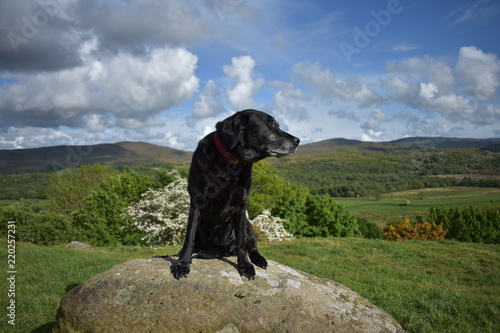 Black Labrador sitting on a rock