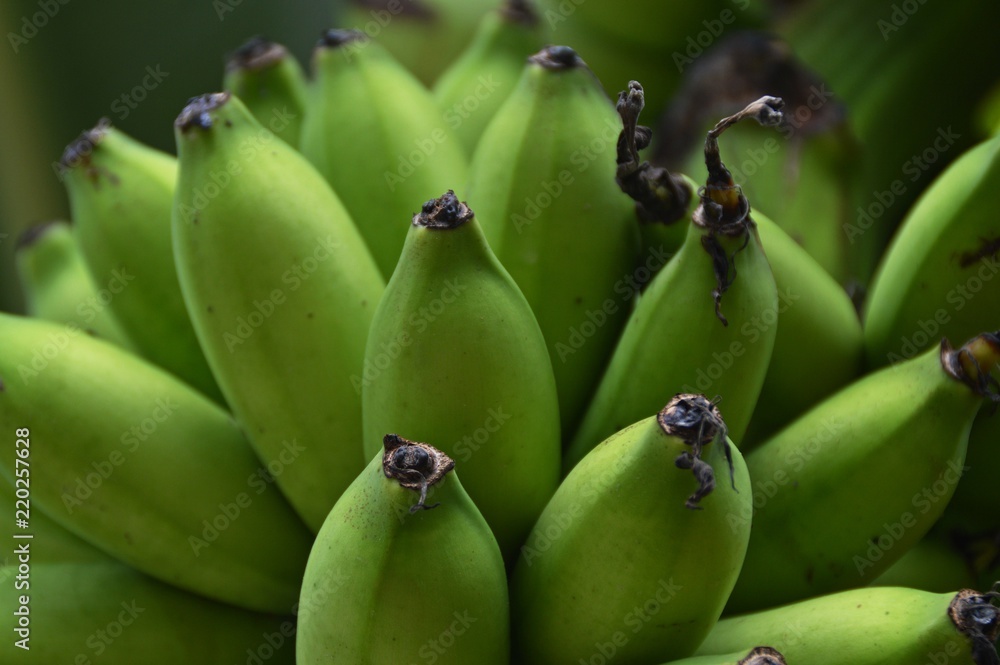 close up of green bananas