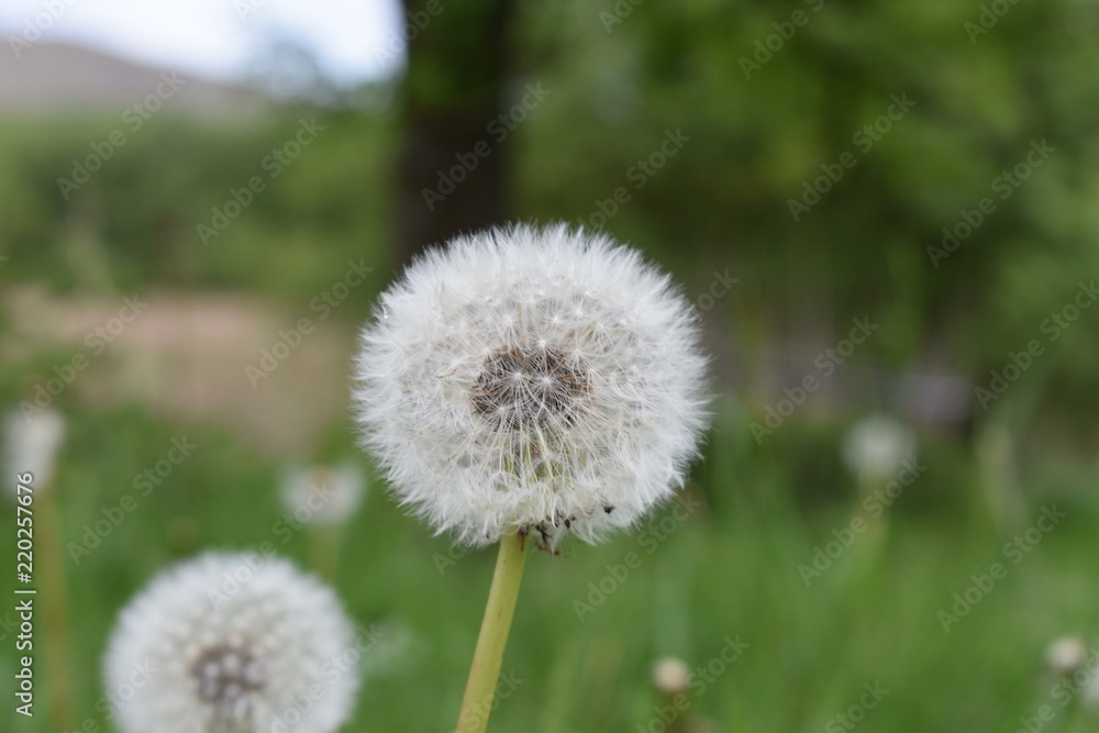 Dandelion in a field Dandelion in a field