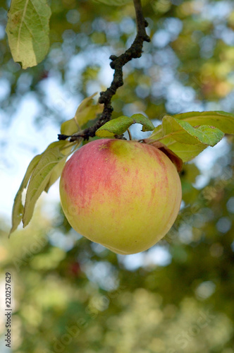Ripe apple on a tree in the garden selective focus