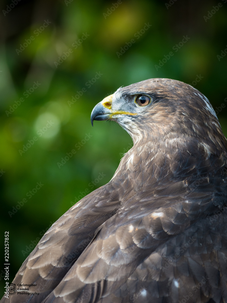 Kestrel Kestrel