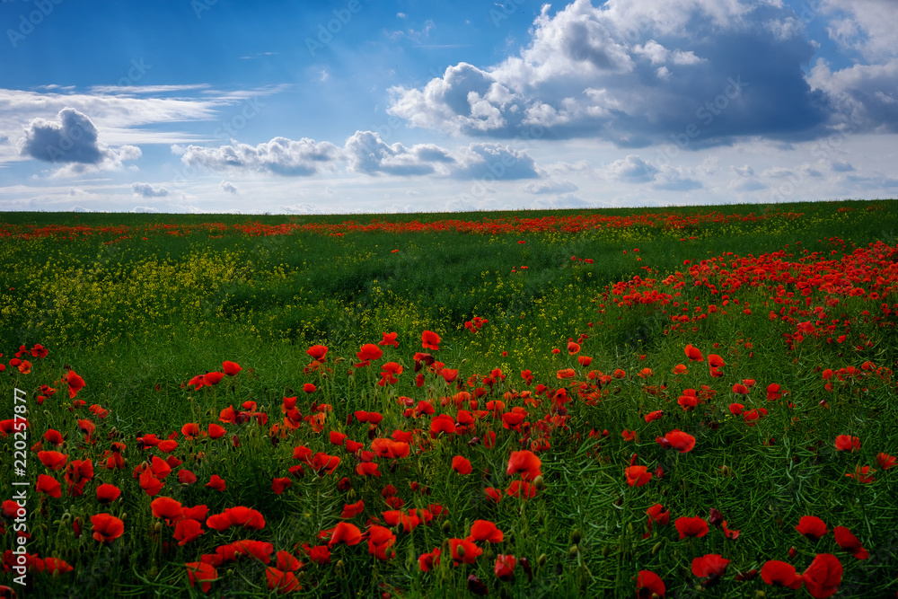 Obraz premium Yorkshire Poppy Field