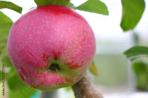 A big red apple on a tree.