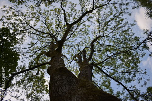 Tree branches spreading out
