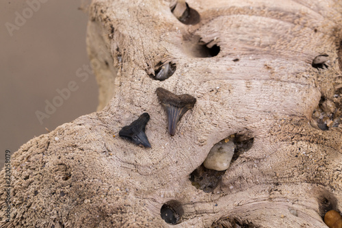 Slika na platnu Miocene Shark Tooth Fossils found on a Chesapeake Bay Beach in Southern Maryland