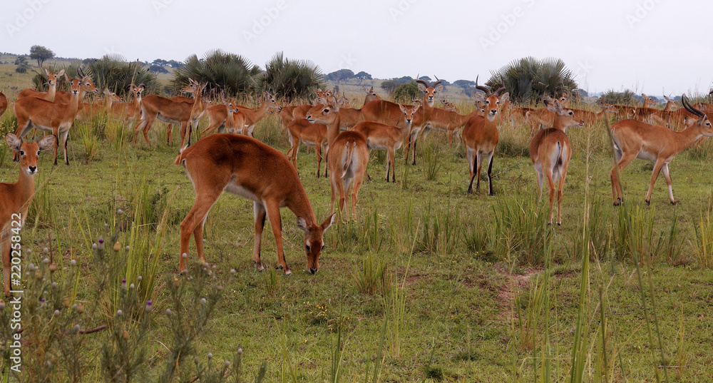 Fototapeta premium Uganda kob, Kobus kob thomasi