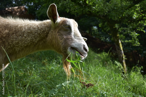 Goat eating grass