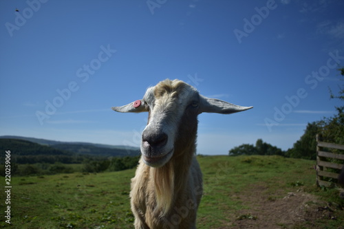 Goat staring at the camera