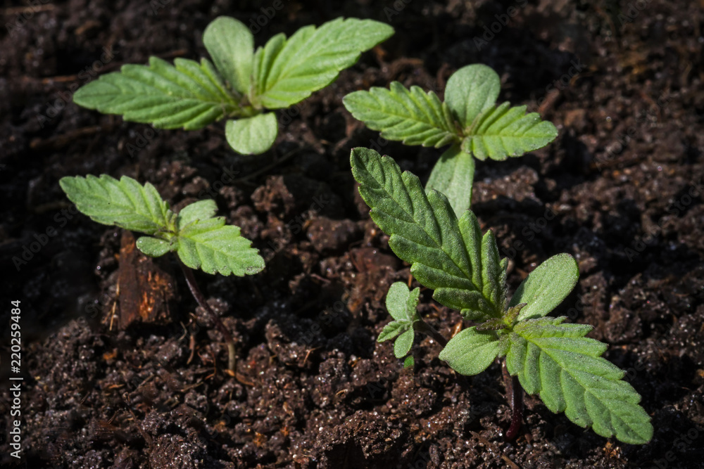 Several young sprouts of marijuana with the first leaves on the background of the soil. Selective focus. Several young sprouts of marijuana with the first leaves on the background of the soil. Selective focus.