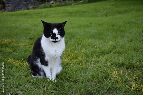 Cat sat down on the grass