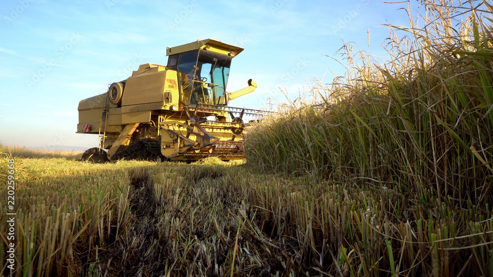 An agricultural combine cutting and harvesting wheat in the farm fields