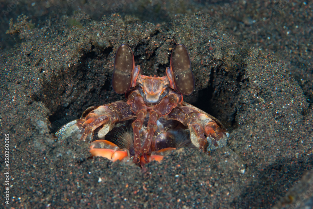 Mantis shrimp Lysiosqullina lisa Mantis shrimp Lysiosqullina lisa