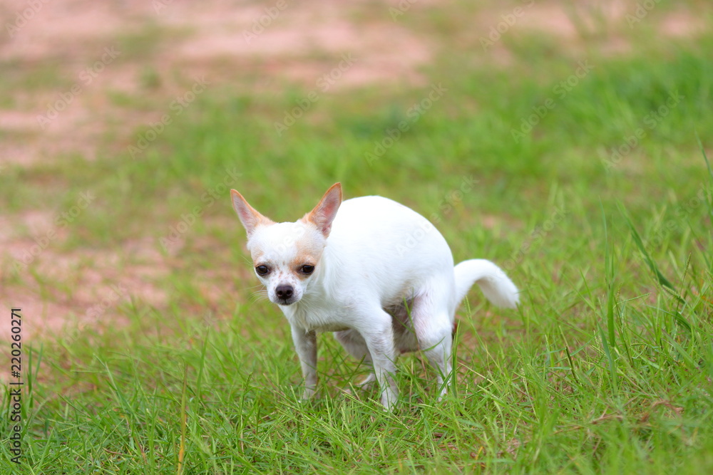 Chihuahua pooping at grass field Chihuahua pooping at grass field