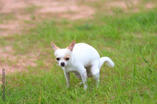 Chihuahua pooping at grass field