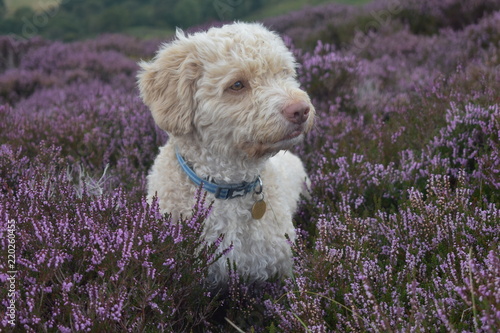 Poodle sitting in the heather